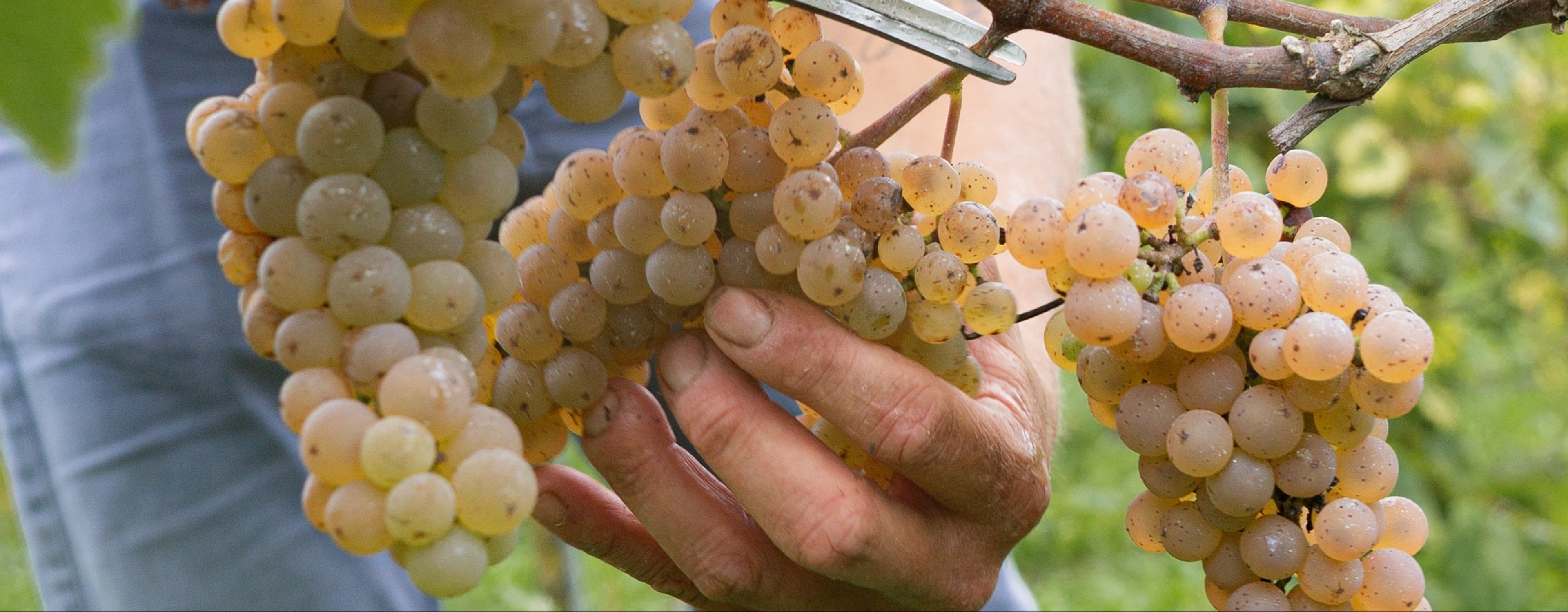 Video laden: Eersselshof oogst